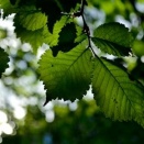 議員に頼めば保育園に入れる？～現場で感じたこと