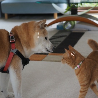 犬猫妄想会話
