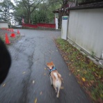 柴わんこと暮らす日々
