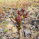 🌸4月の定休日のお知らせ🌸