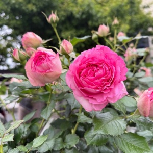 ピンクグリーンアイスがめちゃんこ可愛い♡ : のばらのガーデニング