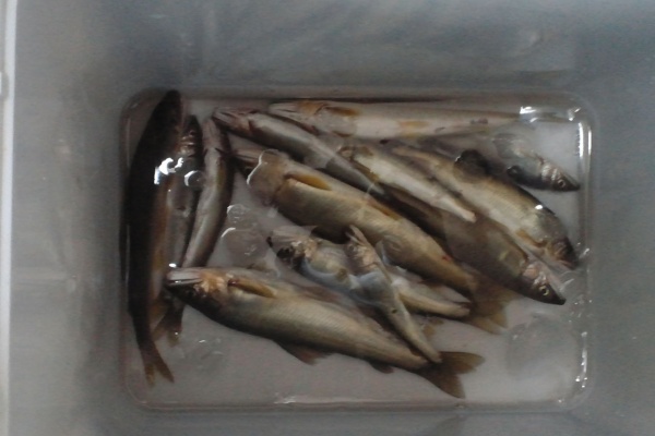 中津川の釣りキチｔｏｍのブログ 中津川 鮎釣り フライフィッシング