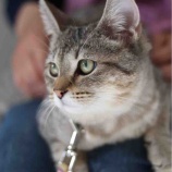 『【里親募集中】マンチカンのルイ』の画像