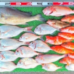 竹村貸舟店【高知県 浦ノ内湾～宇佐～須崎市横浪半島沖の船釣り】釣果情報 & ブログ