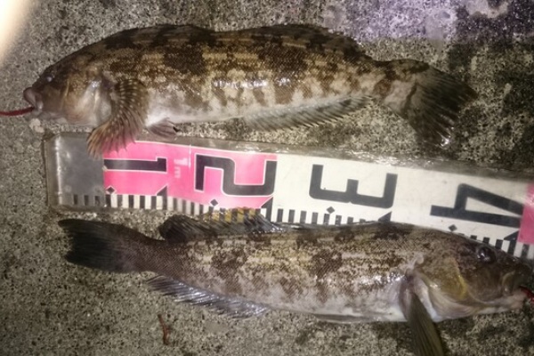 ダメオヤジ釣り日記かもねー うふふ ドンコ