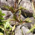 黒竹に咲いた花・１２０年に１度の現象！？
