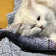 7年前に買ったおもちゃで遊ぶ2歳の猫