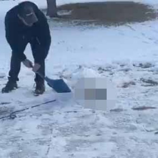 猫の動画 ねこわん！