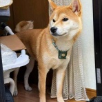 風太通信～柴犬風太の日記帳