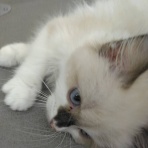 ペットショップワンラブ パンジョ泉北店のスタッフブログ