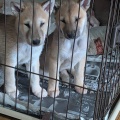秋田の白郷犬舎飼い主さん募集中です
