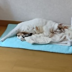 花紅柳緑－アラカン主婦の日々のこと－
