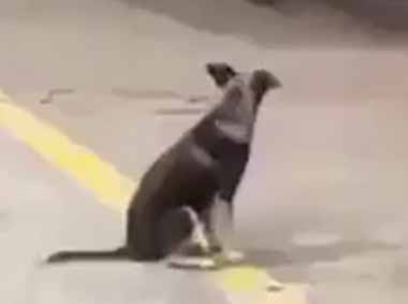 イヌは毎日そこで待っていた。１台のバスがやってくる → 犬はこうした…