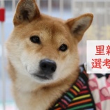 『【里親募集中】柴犬のはじめ』の画像