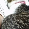 こだわりの琥珀