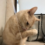『【猫】今日のモモちゃん』の画像