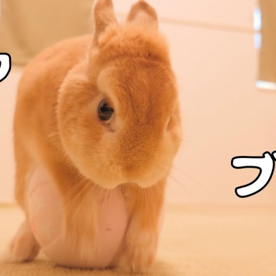 うさぎが異物を飲みこんだときどうする 紙やプラスチック ビニールなどの異物をうさぎが食べてしまった時の対処法 絶対飲み込まれてはいけない異物とは うさぎの病気 Vol 19 キルアルーム