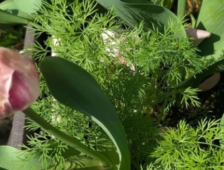 グッジョブ！！雨の前の庭仕事🫡