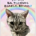 ICUに4年半、、、セリーヌが自由になれました💓