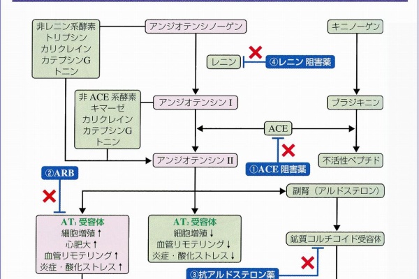 太田東こども Amp おとな診療所使用薬品解説 降圧剤