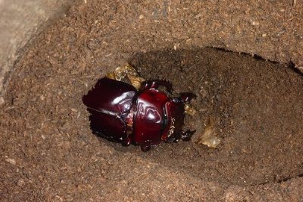ふぃるの秘密の花園 - タランドゥスオオツヤクワガタ