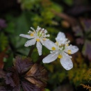 滴をまとって・・・バイカオウレン　四国3