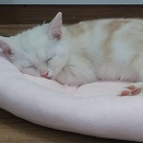 すやすやアメショー