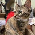 オス三毛猫のNyou 20250825