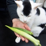 裏つるきち