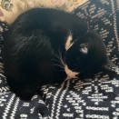 猫のアンモナイト