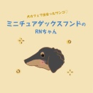 私が出会ったワンコ　ミニチュアダックスフンドの RNちゃん