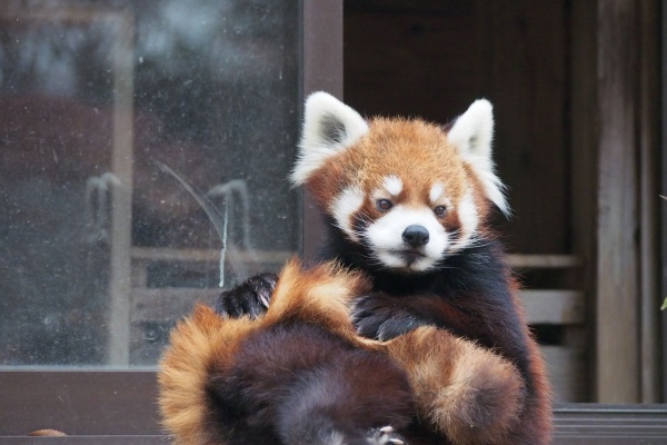 レッサーパンダに会いに行く 系譜