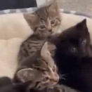 子ネコたちはそろそろ「卒乳」のようだ。あんたたち、今日からこれね！ → 母猫はこうします…