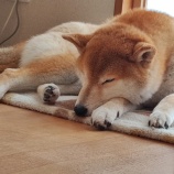 『すず🐾すこやかな😊〜REC Tシャツ&ロングTシャツご予約受付中❗️』の画像