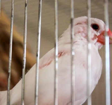 文鳥 激しい換羽の時 飼い主がしてあげられること 流雲心重 ロードバイクと写真のブログ