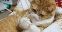猫は知っている。