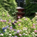 京都 岩船寺の紫陽花 #02