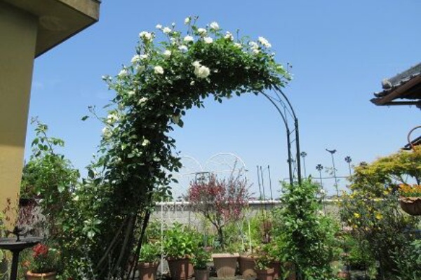 ミセスケイの薔薇コラム ツルアイスバーグ