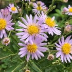 『紫苑』の画像