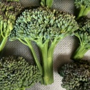 2025秋冬│無農薬・無施肥でブロッコリー（ドシコ）栽培に挑戦