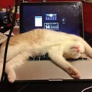 画像 朝から元気になる画像 おもしろ動物画像 うにゃ ん 猫 萌 Photo 待受 壁紙 美しく生きるはイバラの道 Webライターの備忘録