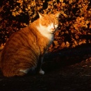 ふゆのねこ