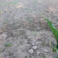 雑草は台風の置き土産で、この置き土産と激闘。