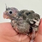 『新しい鳥の紹介です🐣』の画像