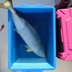 ルアーフィッシングジャーナル