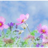 『平和なはずなのに怒りを手放せない理由　〜それが成功法則だった〜　』の画像