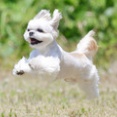 5-14-2　篠田　ルカくん　7歳　南あわじドッグラン・飛行犬撮影所にて