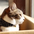 保護ネコ譲渡の女性「飼育環境がよくないので猫をお渡し出来ません」 56歳アルバイト男「👊」