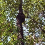 goriさんの雑木林