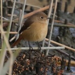 東京港野鳥公園　レンジャーブログ